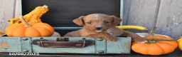 Mixed Breed dogs for sale: Timmy - Ad 11