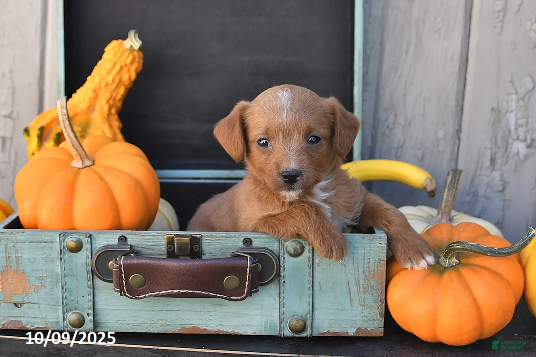 Mixed Breed dogs for sale: Timmy - Ad 11