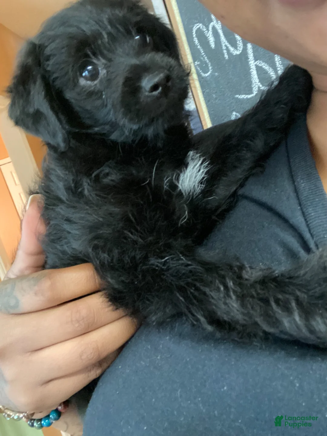 Yorkiepoo dogs for sale: Yorkiepoo 2 - Ad 2