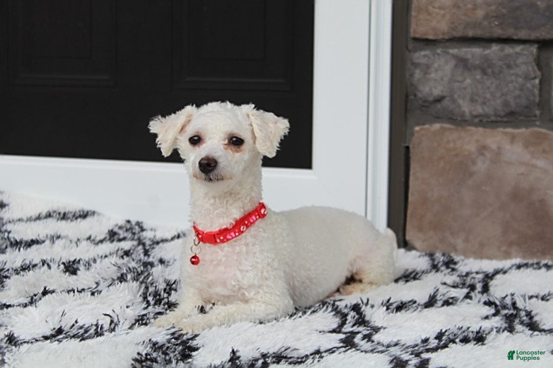 Bichpoo dogs for sale: Sammy - Ad 8