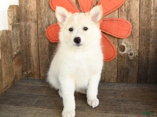 Mixed Breed dogs - Ad 40