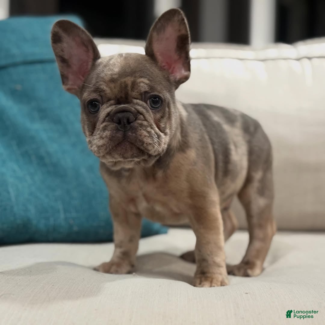 French Bulldog dogs for sale: French Bulldog 4 - Ad 14