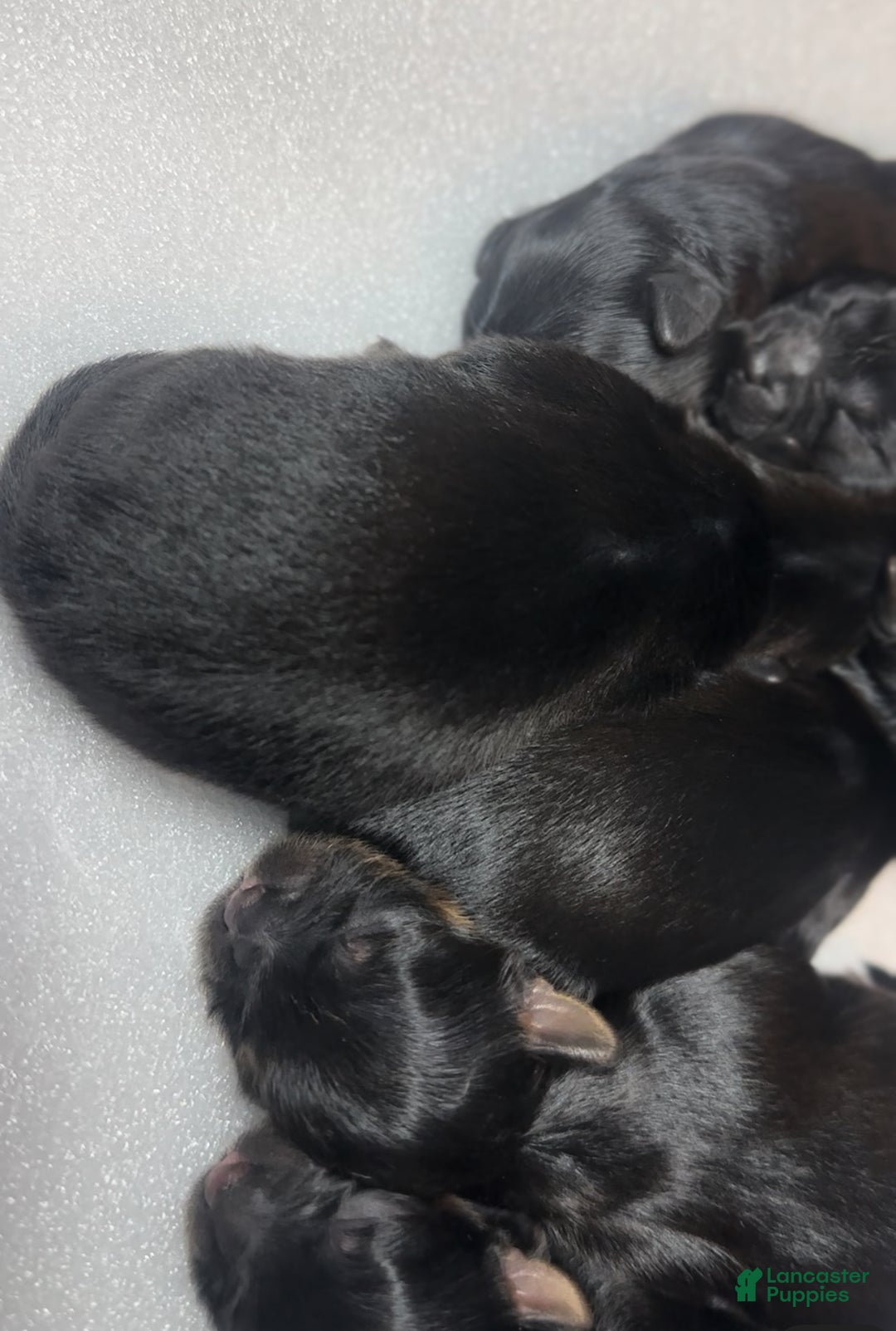 Mixed Breed dogs for sale: Duchess  - Ad 9