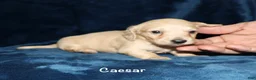 Dachshund dogs for sale: Caesar  - Ad 2