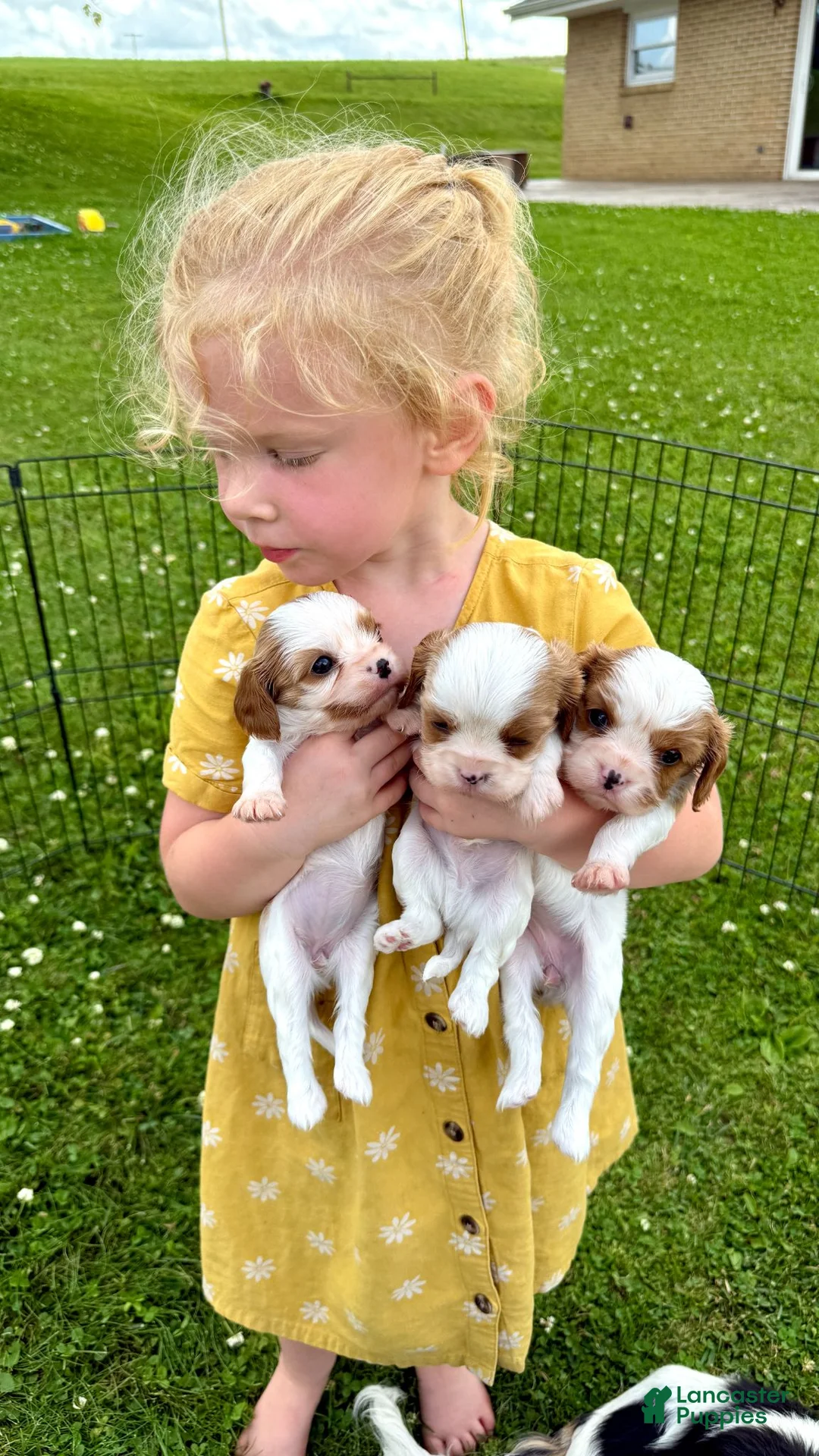 Cavalier King Charles Spaniel dogs for sale: Lucas - Ad 7