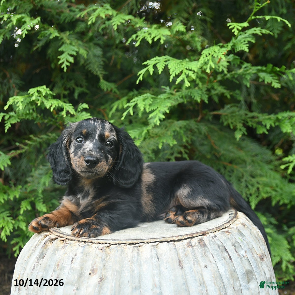 Miniature Dachshund dogs Gizmo - Ad 1