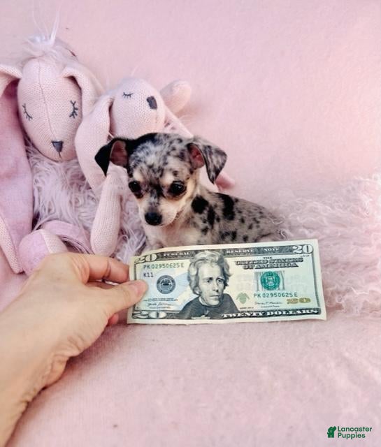 Chihuahua dogs Chihuahua Puppy 2 - Ad 2