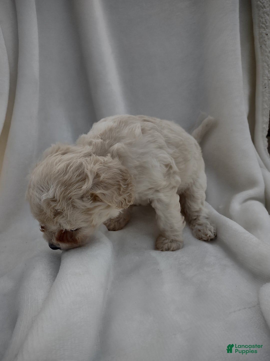 Chipoo dogs for sale: Janeen - Ad 7