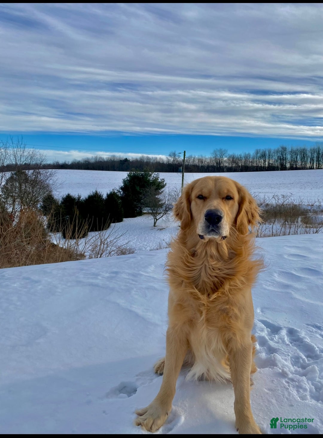 Golden Retriever dogs for stud: Stud dog ace  - Ad 2