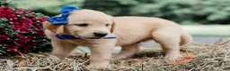 Golden Retriever dogs for sale: Adair AKC Golden Retriever Pup - Ad 3