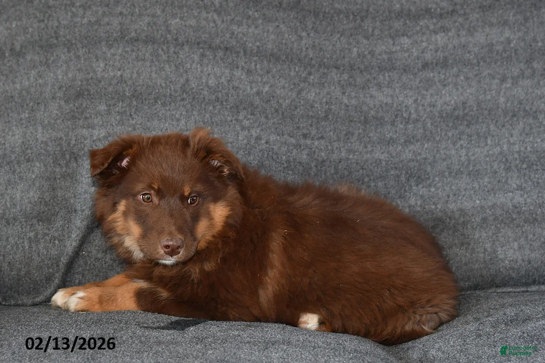 Mixed Breed dogs for sale: Chloe - Ad 2