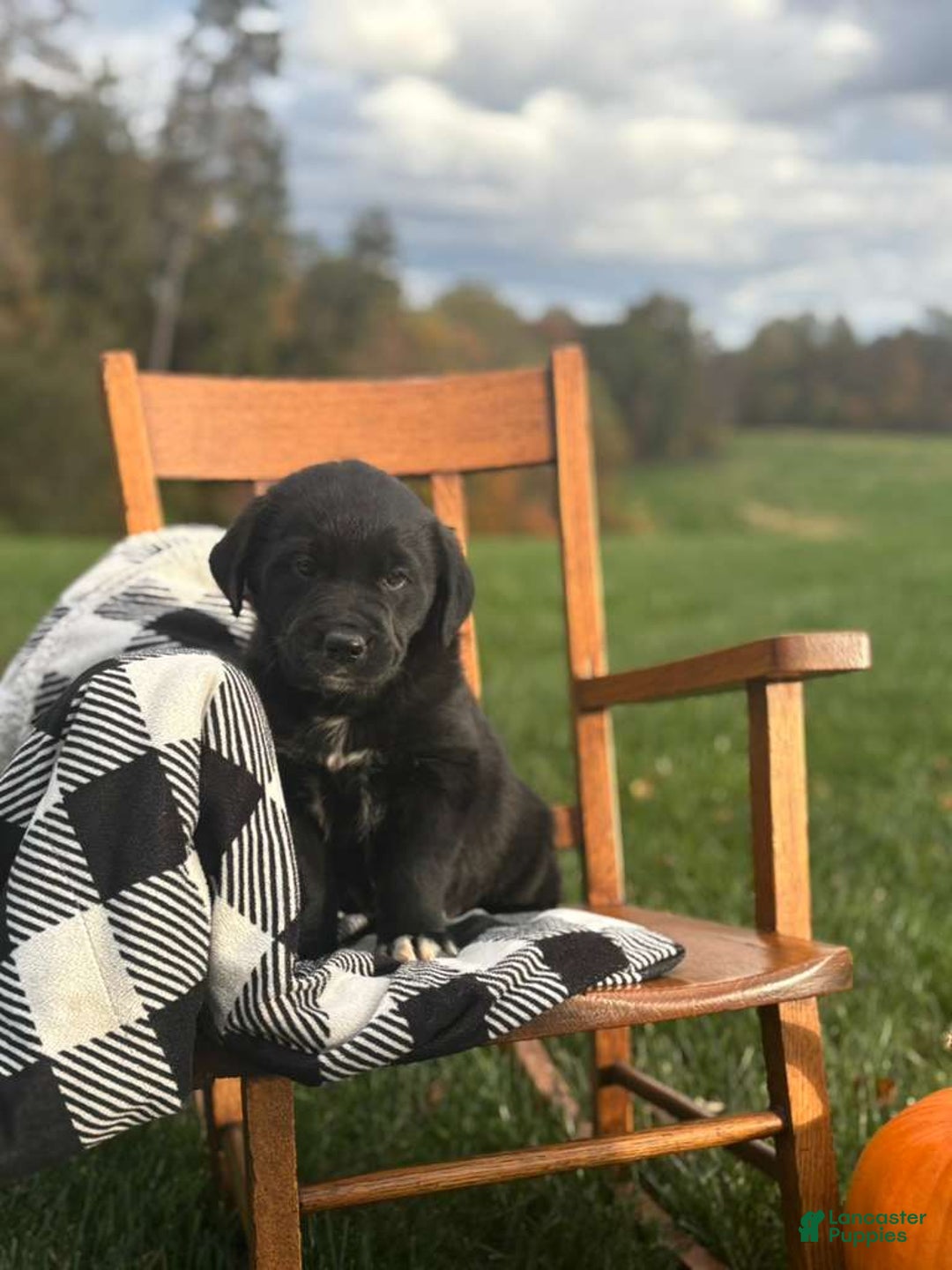 Mixed Breed dogs for sale: Mauncy - Ad 1