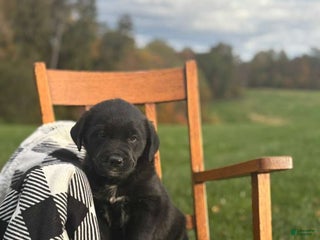 Mixed Breed dogs Mauncy - Ad 40