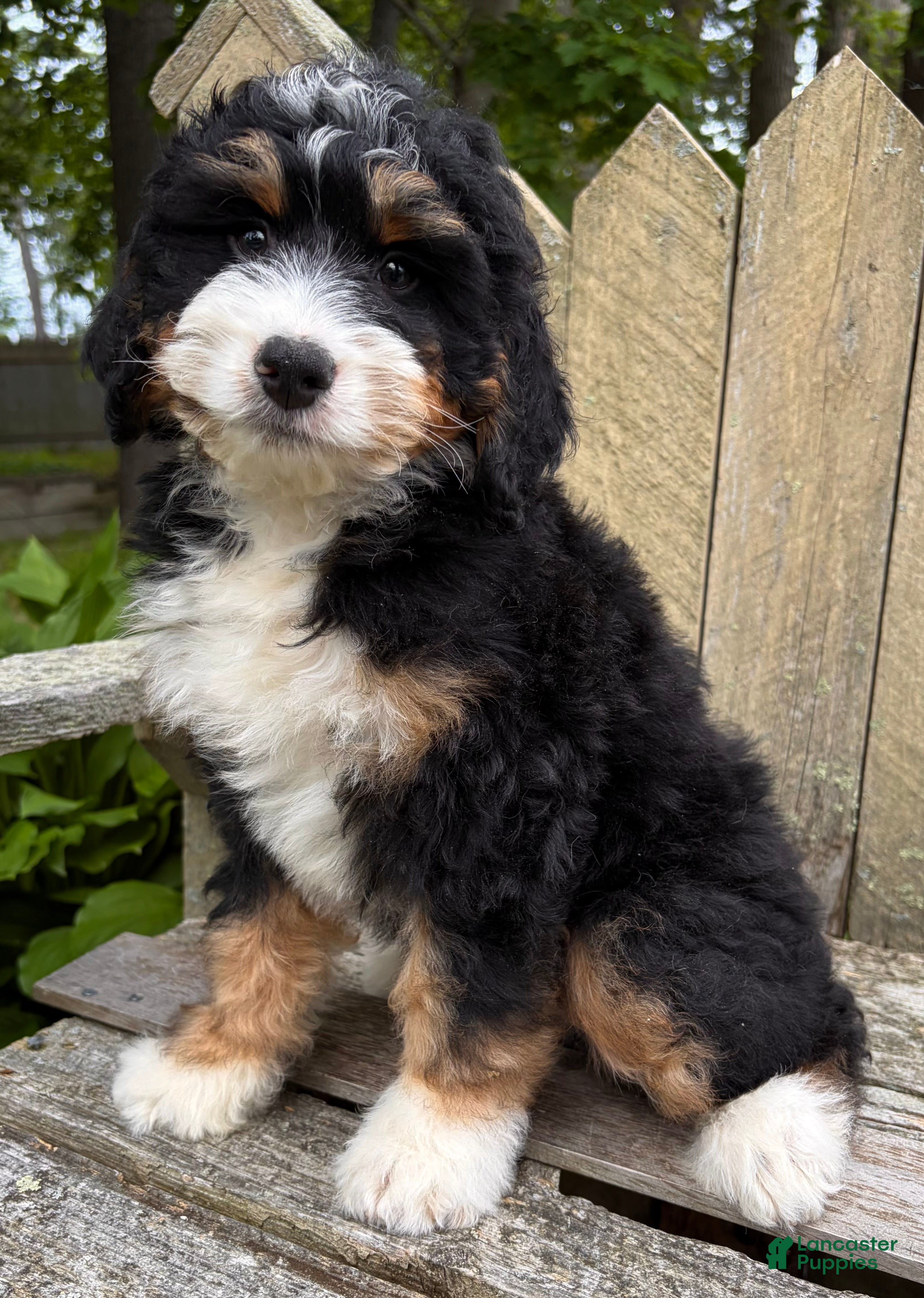 Mini Bernedoodle dogs for sale: 🩶IN BOSTON MASSACHUSETTS AREA🩶MINI BERNEDOODLE BOY🩶 - Ad 6