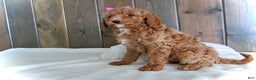 Mini Goldendoodle dogs for sale: Chloe - Ad 3