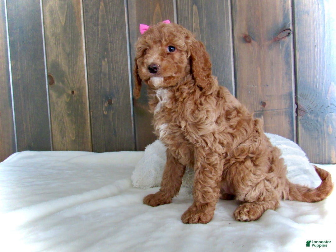 Mini Goldendoodle dogs for sale: Chloe - Ad 3