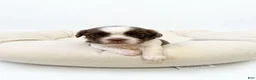 Shih Tzu dogs for sale: Duchess - Ad 1