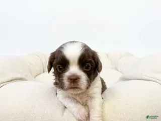 Shih Tzu dogs Duchess - Ad 29
