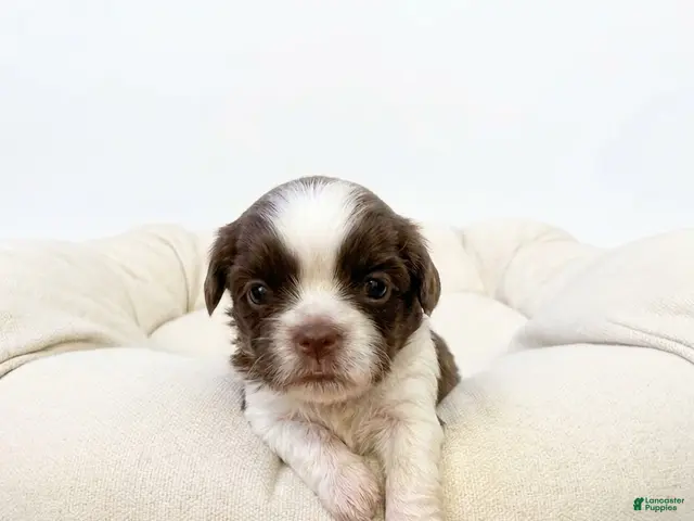 Shih Tzu dogs for sale: Duchess - Ad 38
