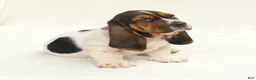 Basset Hound dogs for sale: Allie - Ad 7