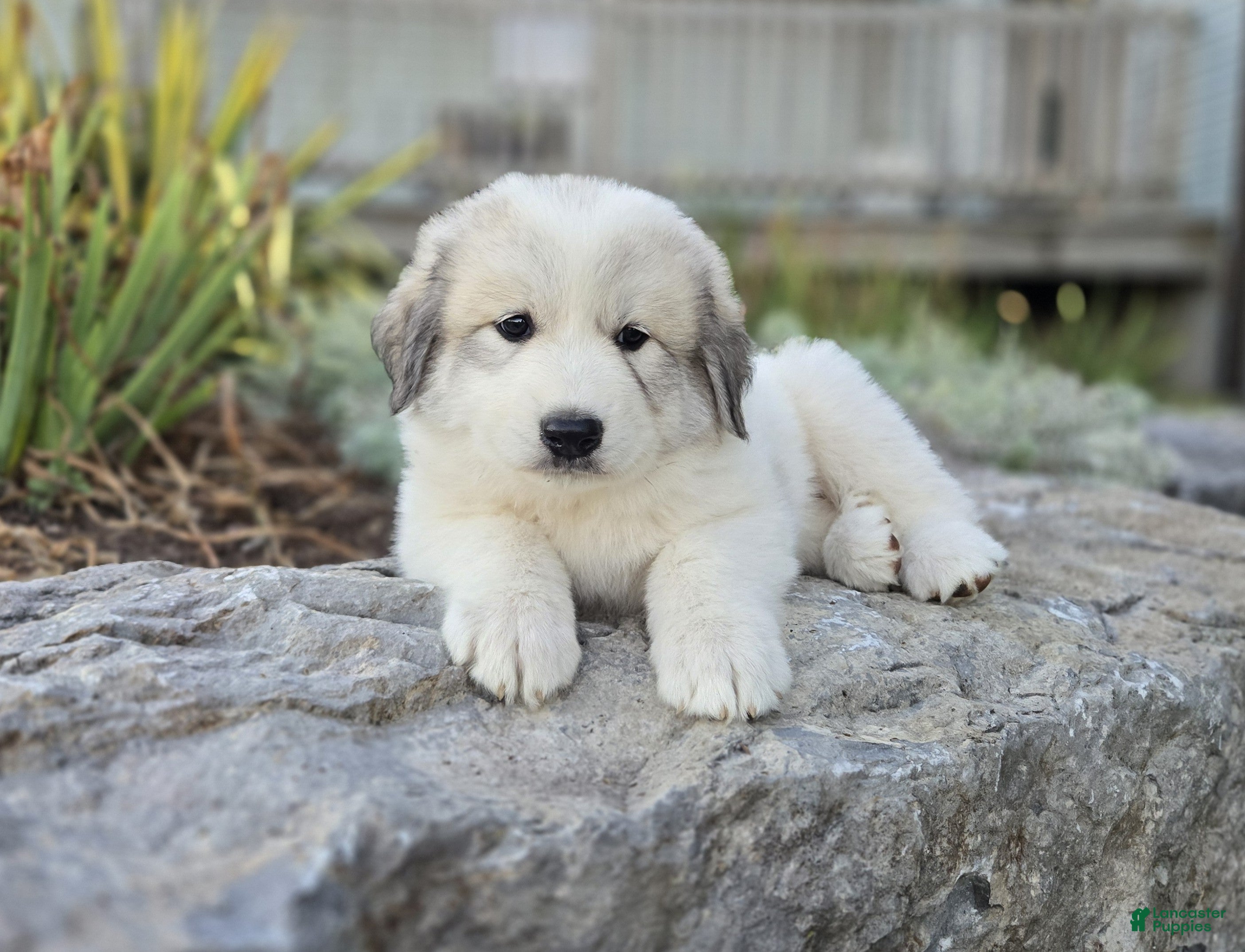 Great Pyrenees dogs Molly - Ad 2