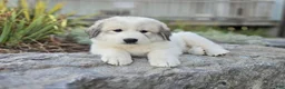 Great Pyrenees dogs for sale: Molly - Ad 2