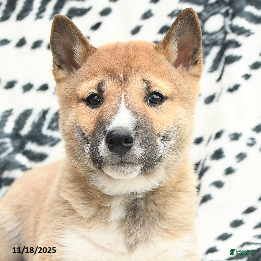 Shiba Inu dogs for sale: Nolan - Ad 5