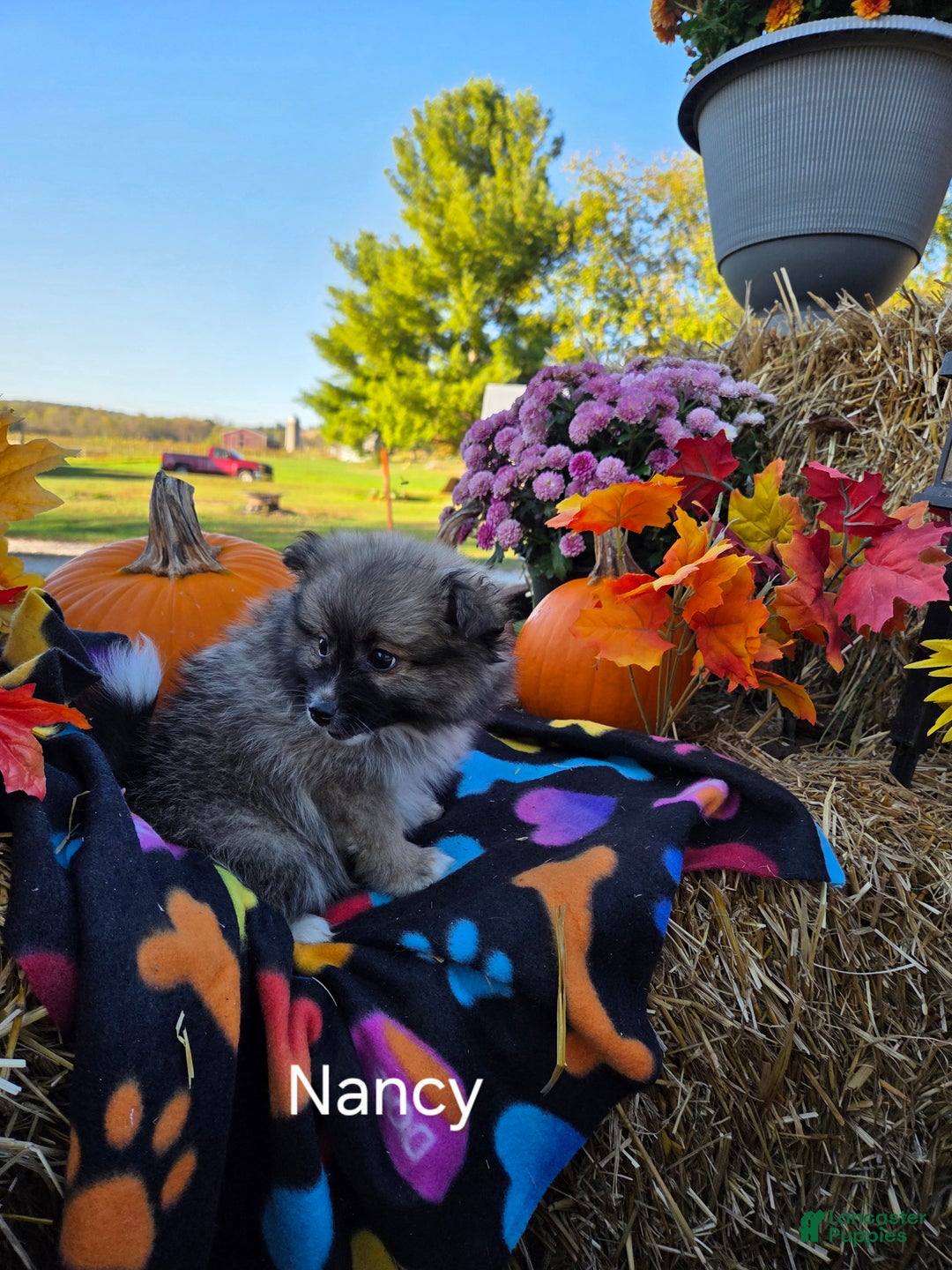 Pomeranian dogs for sale: Nancy - Ad 9