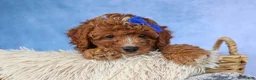 Cavapoo dogs for sale: TOBY - Ad 6