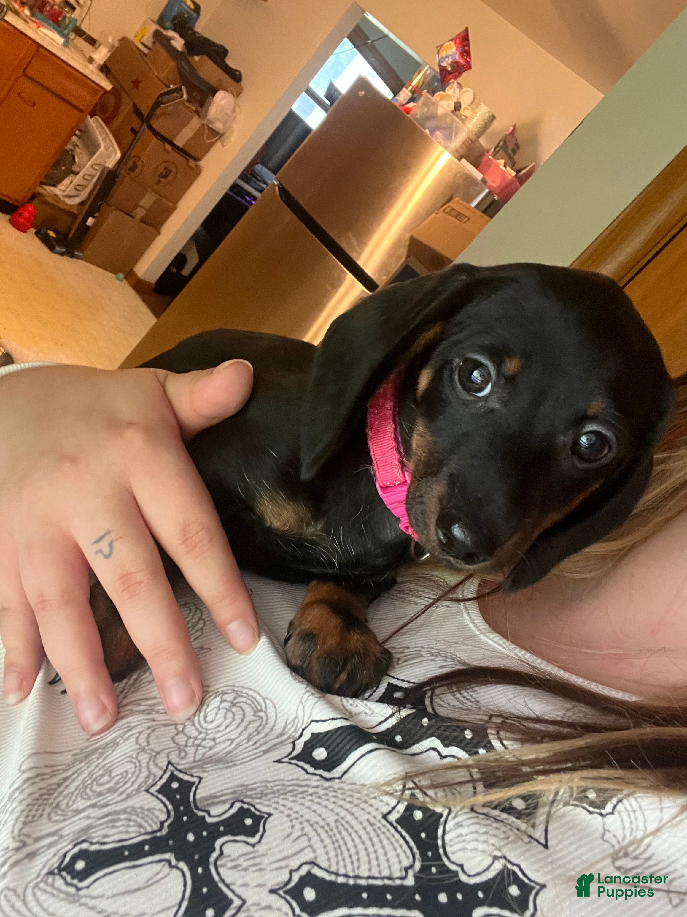 Miniature Dachshund dogs Gypsy - Ad 2