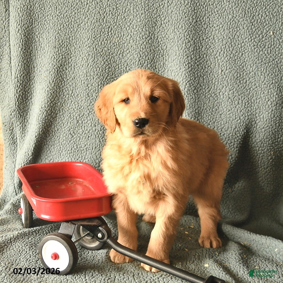 Golden Retriever dogs Kingston  - Ad 7