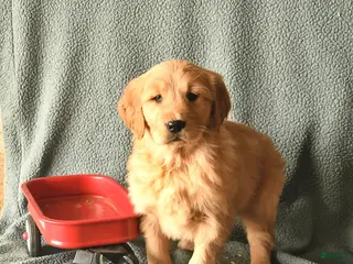 Golden Retriever dogs Kingston - Ad 7