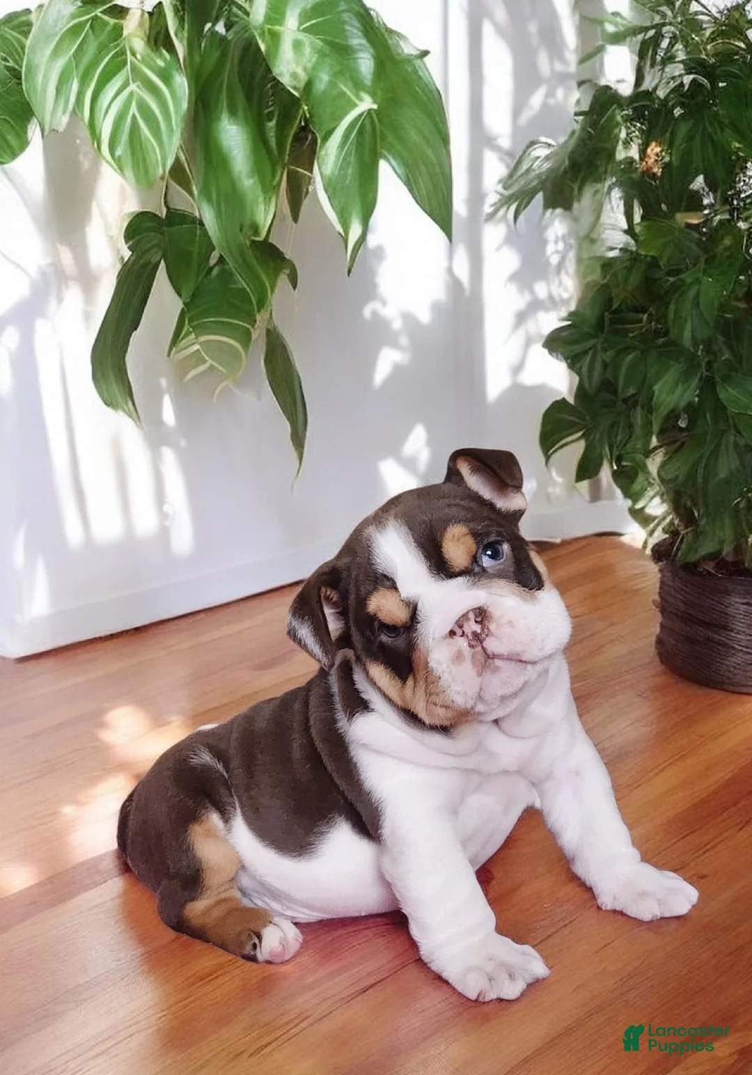 English Bulldog dogs for sale: Health clear Snickers  - Ad 16