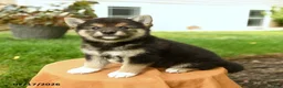 Shiba Inu dogs for sale: Cheyenne - Ad 2