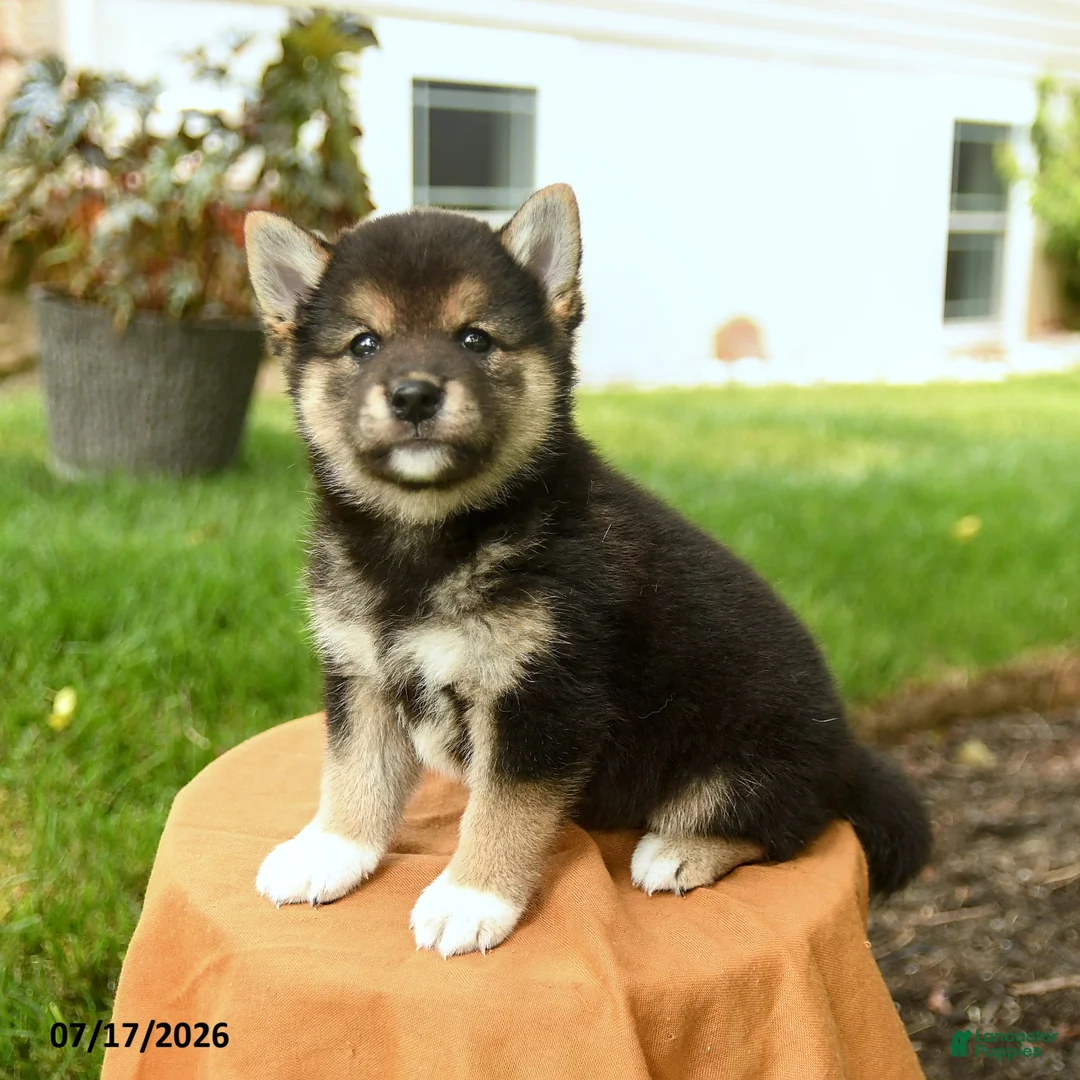Shiba Inu dogs for sale: Cheyenne - Ad 2