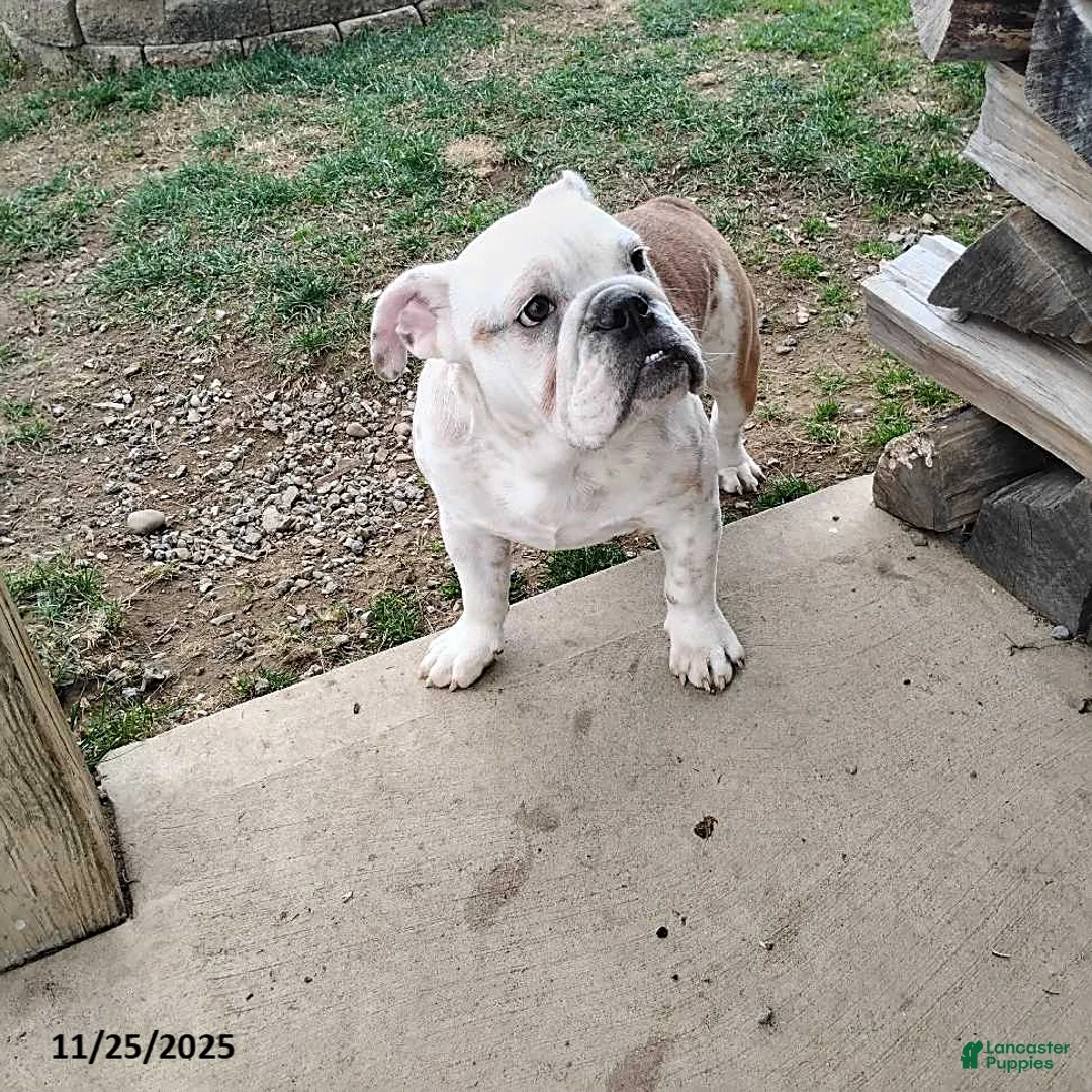 English Bulldog dogs for sale: Rover - Ad 12