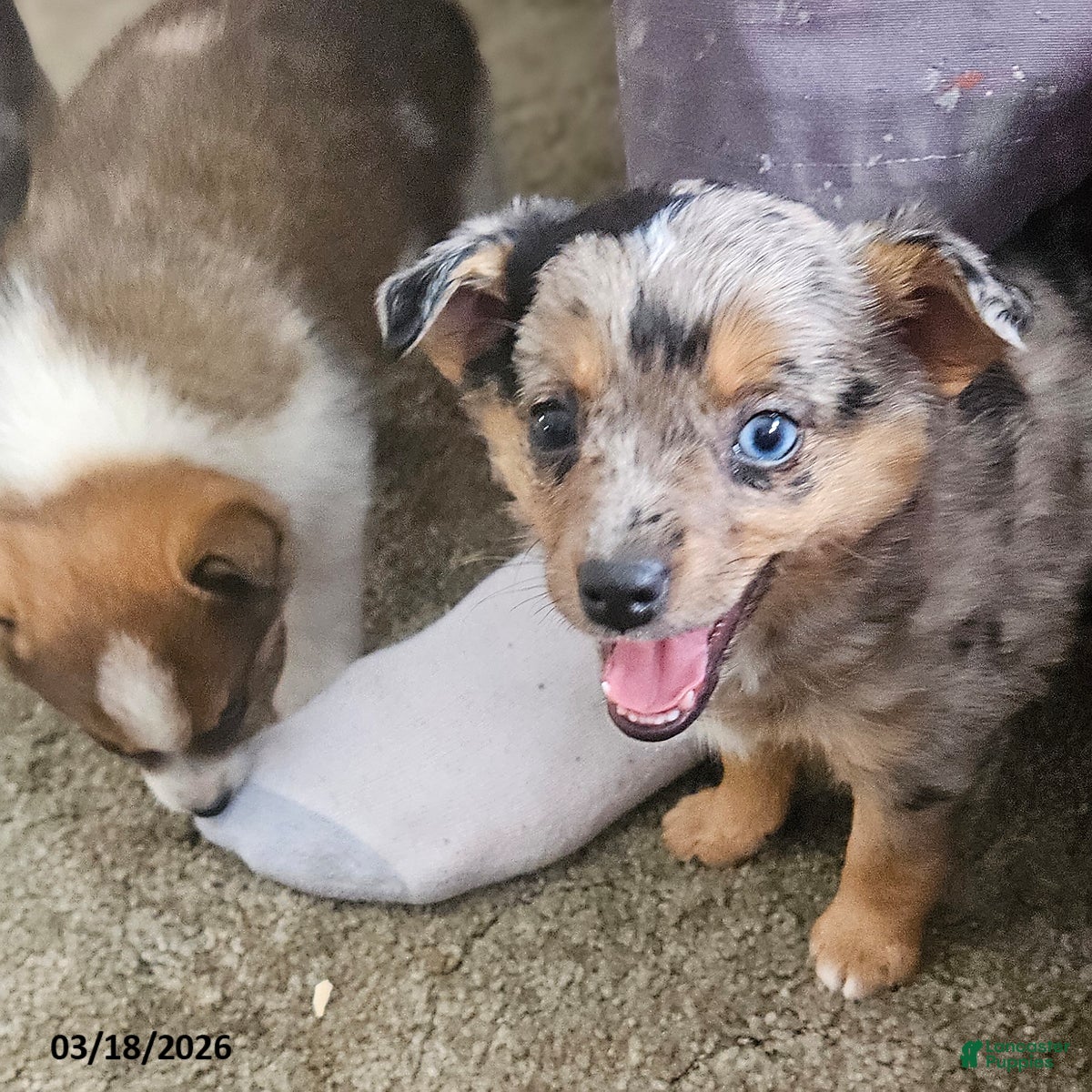 Mixed Breed dogs Siggy - Ad 1