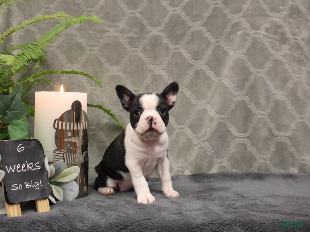 Boston Terrier dogs for sale: Noel - Ad 8