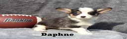 Welsh Corgi Pembroke dogs for sale: Daphne - Ad 4