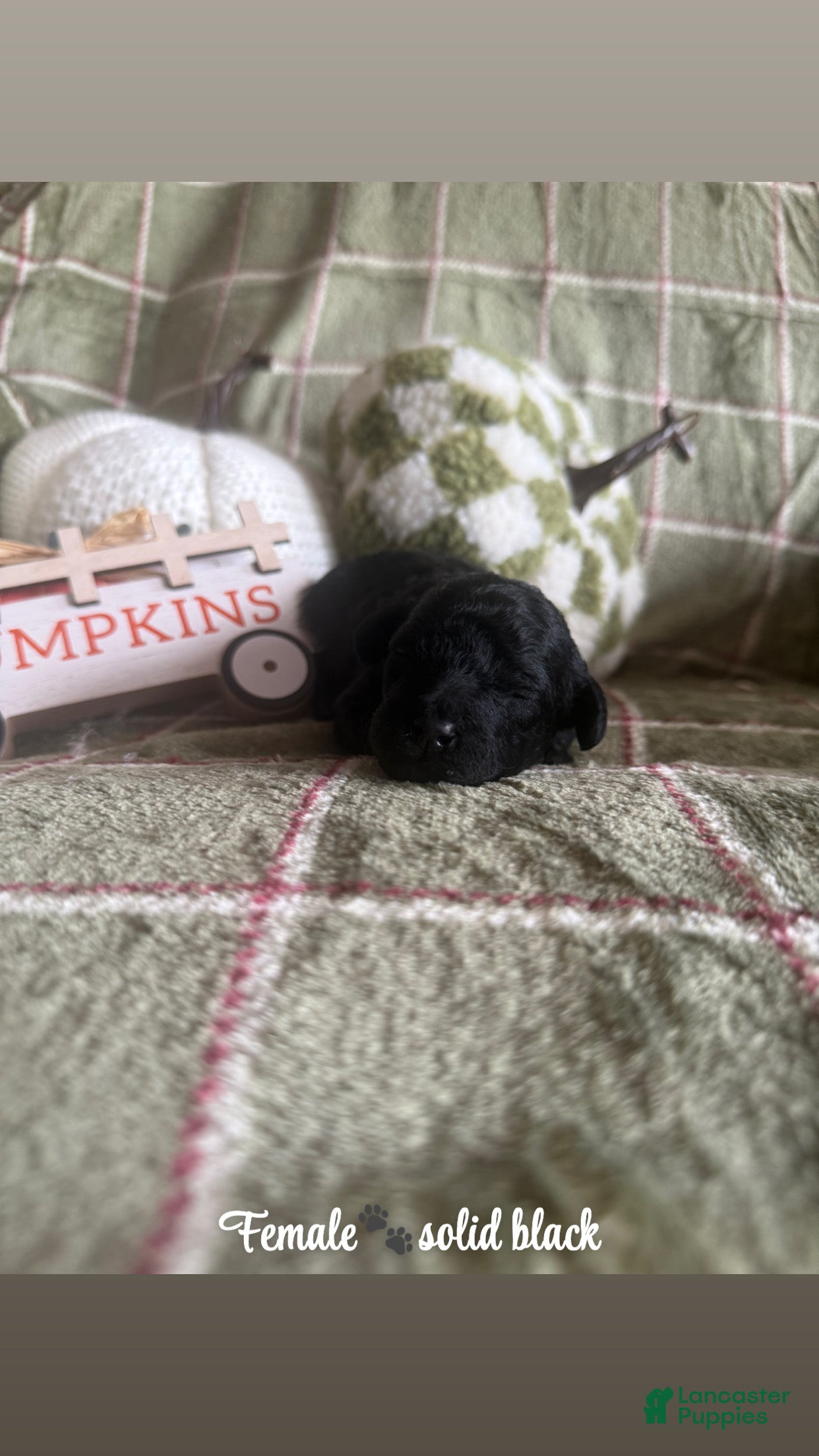 Miniature Poodle dogs Miniature Poodle 3 - Ad 37