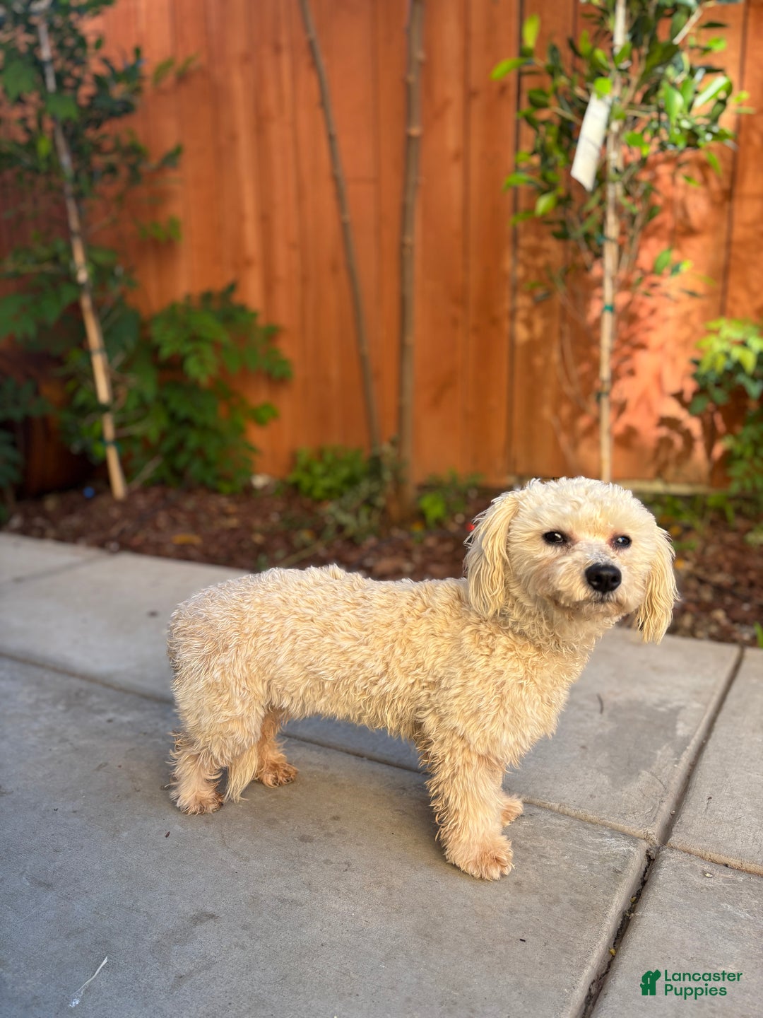 Miniature Poodle dogs for sale: Bell - Ad 4