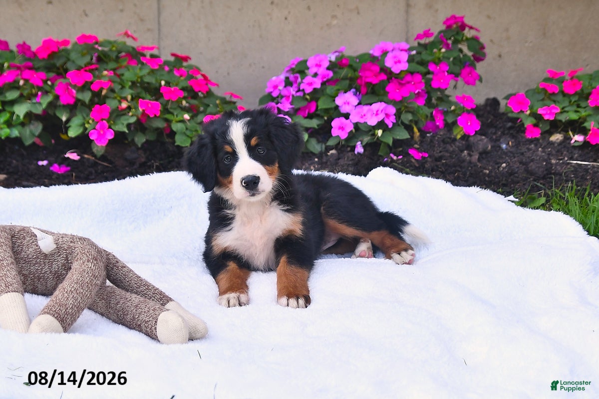 Bernese Mountain Dog dogs CeCe - Ad 2