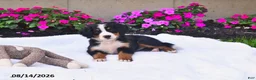 Bernese Mountain Dog dogs for sale: CeCe - Ad 2