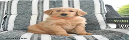 Golden Retriever dogs for sale: Ava  - Ad 1