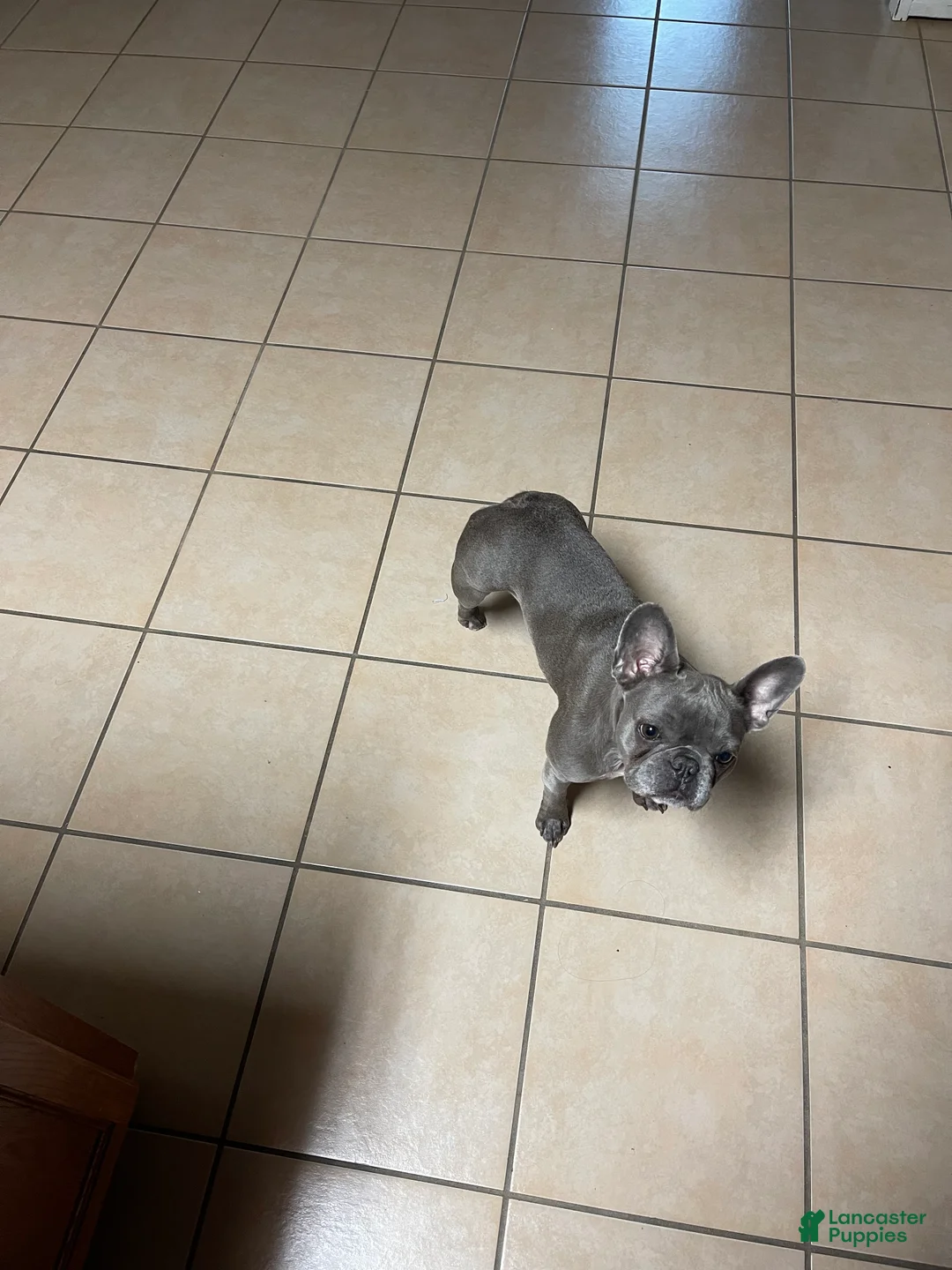 French Bulldog dogs for sale: French Bulldog Puppy 1 - Ad 2
