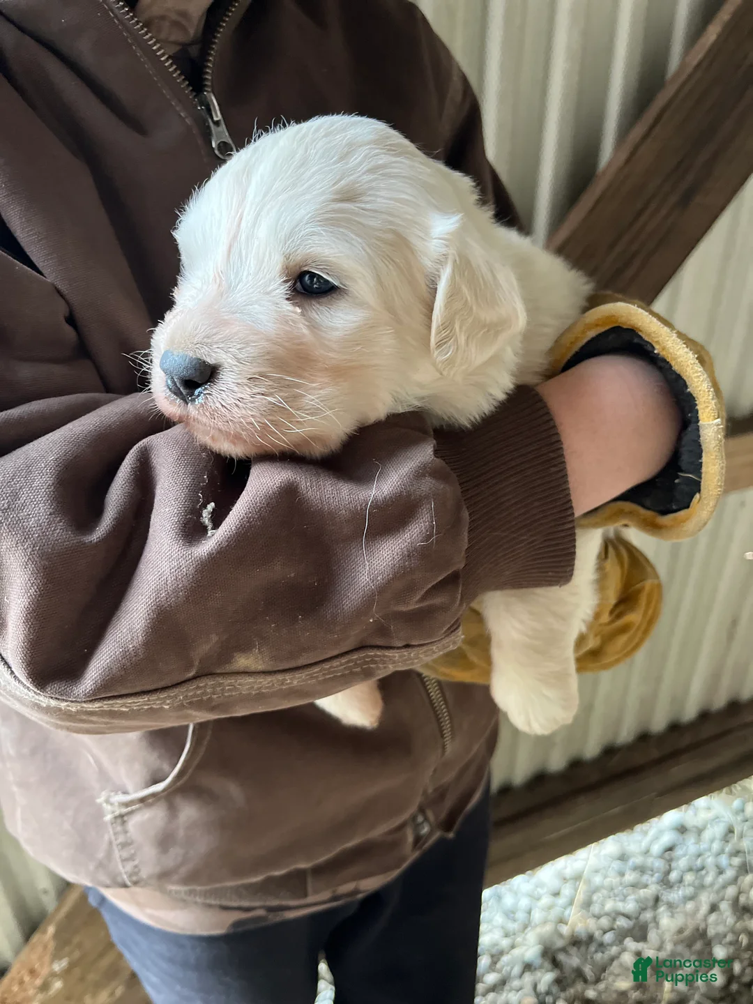 Great Pyrenees dogs for sale: Azalea  - Ad 1