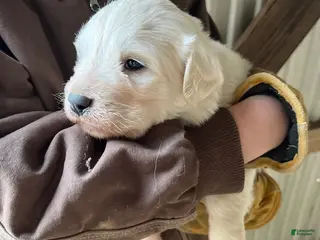 Great Pyrenees dogs Azalea - Ad 4