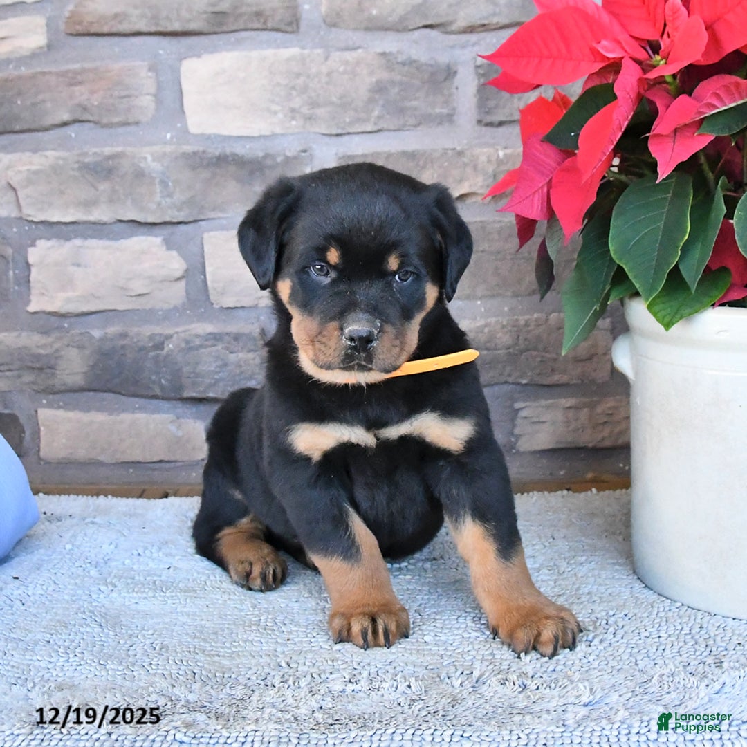 Rottweiler dogs for sale: Twister - Ad 3