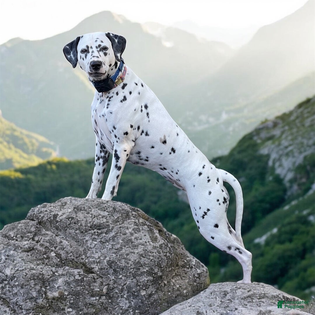 Dalmatian dogs for sale: Dream- Adult - Ad 4