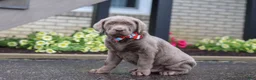 Labrador Retriever dogs for sale: Gunner - Ad 2